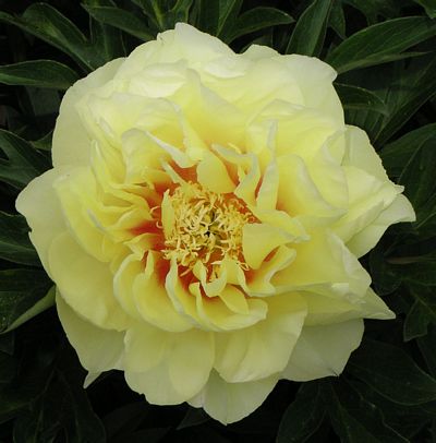 Peony BARTZELLA double Yellow ITOH Intersectional tuber root Perennial Plant