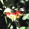 Paeonia brownii (Idaho/USA)