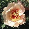 Paeonia 'Helene Martin' Lutea-Hybride, Strauchpfingstrose