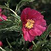 Paeonia 'Windchimes', Stauden-Hybride