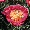 P. 'Largo' (Paeonia lactiflora-Sorte)