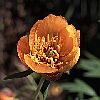 Paeonia delavayi / orangefarbene Form