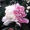 Paeonia 'Mr. Ed.' (P. lactiflora-Sorte)