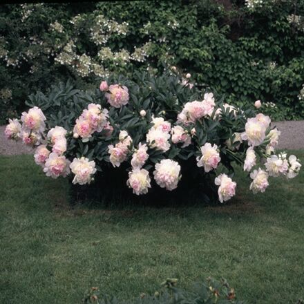 Paeonia 'American Rose' (Lactiflora-Gruppe)