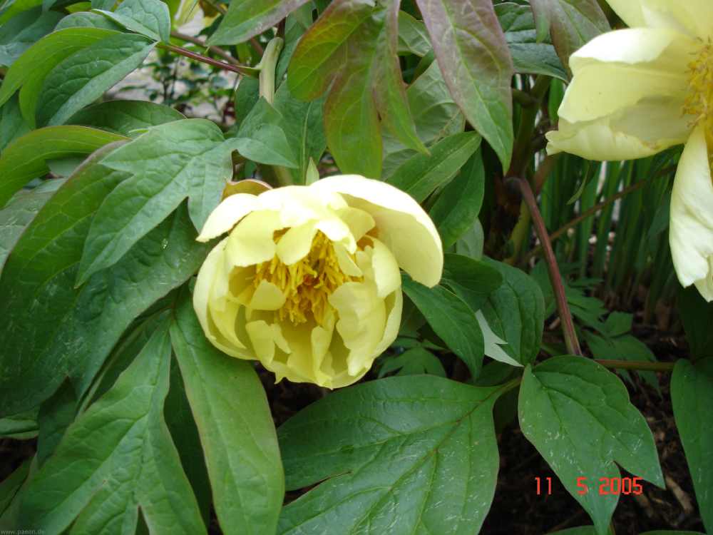 narcissus2