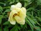 golden_vanitie2