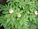 humilis4