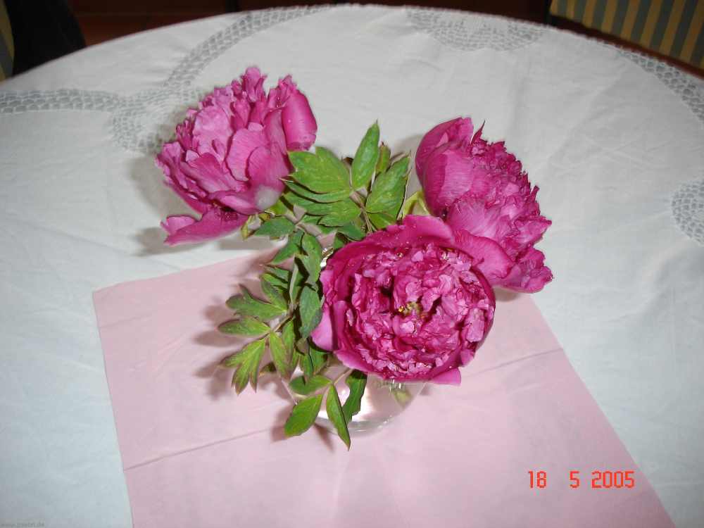 strauss1