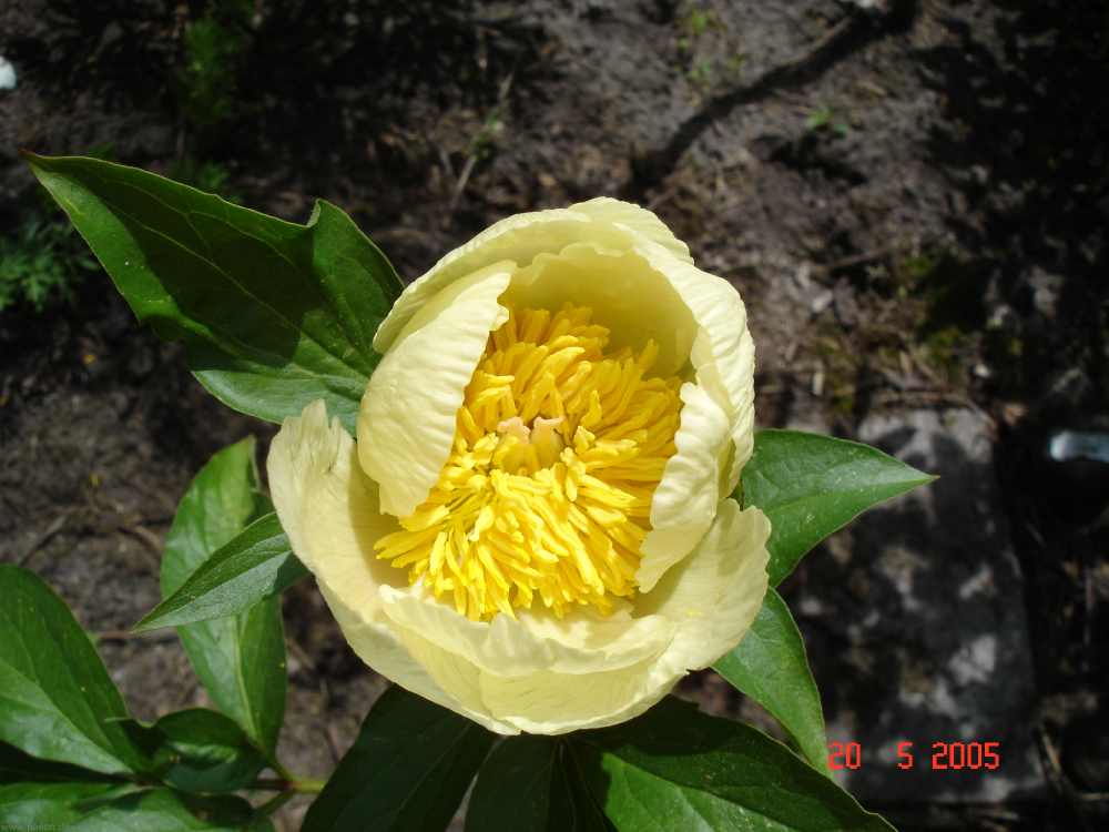 rpby_3
