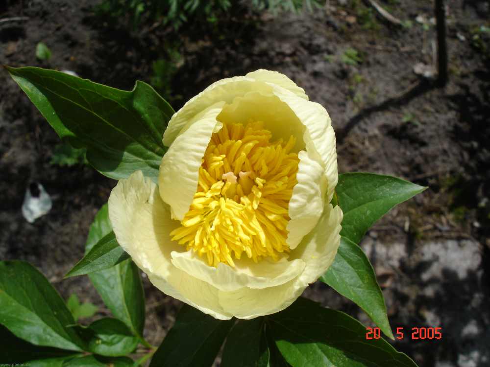 rpby_4