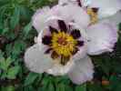 ebert_2003_5_7