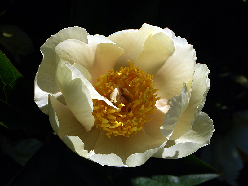 Paeonia Claire De Lune Type Herbaceous Peony Herbaceous Hybrid Claire De Lune White Wild Son 1954 Single Yellow Very Early Hybrid 28 Tall A Ten Petaled Single Hybrid Pale Yellow Crinkled And Rounded At The Petal Edges